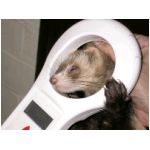 detecteur-puce.html