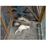fufu-savu-3-251003.html