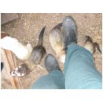 fufudanslespieds-savu-25102003.html