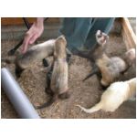 fufusaurefuge-savu-25102003.html
