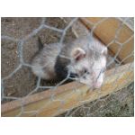 fufusavu-25102003.html