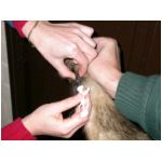 pucage-1.html